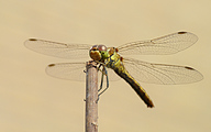 Moustached Darter (Female, Sympetrum vulgatum)